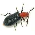Cymatoderella patagoniae - photo 2