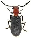 Cymatoderella patagoniae - photo 3