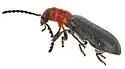 Cymatoderella patagoniae - photo 4