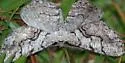 Giant Gray Moth - Hodges#6745
