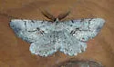 Giant Gray Moth - Hodges#6745 - photo 2