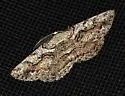 Giant Gray Moth - Hodges#6745 - photo 3