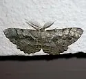 Giant Gray Moth - Hodges#6745 - photo 4