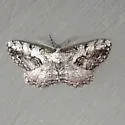 Giant Gray Moth - Hodges#6745 - photo 5