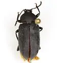 Cymatothes unicolor - photo 4