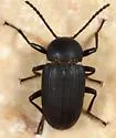 Cymatothes unicolor - photo 5