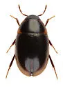 Cymbiodyta acuminata