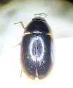Cymbiodyta acuminata - photo 2