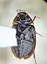 Cymbiodyta acuminata - photo 3