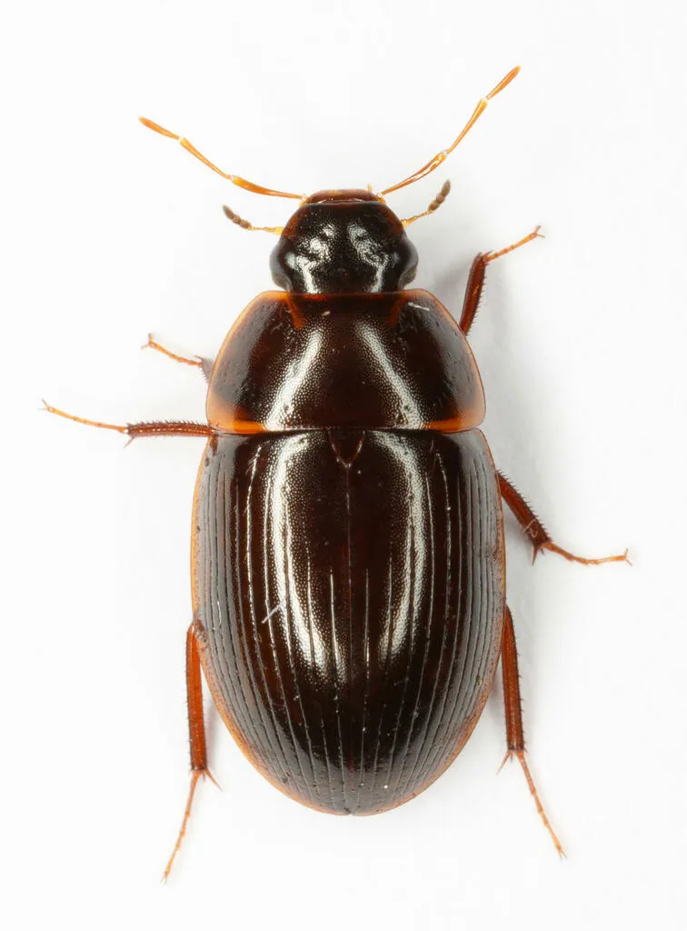 Cymbiodyta bifida - photo 2