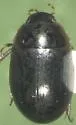 Cymbiodyta dorsalis