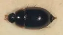 Cymbiodyta fraterculus