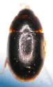 Cymbiodyta minima