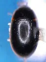 Cymbiodyta minima - photo 3