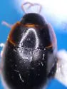 Cymbiodyta minima - photo 4