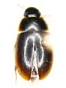 Cymbiodyta pacifica - Cymbiodyta pacifica
