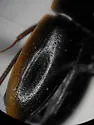 Cymbiodyta pacifica - photo 2