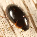 Cymbiodyta vindicata - Cymbiodyta vindicata