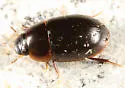 Cymbiodyta vindicata - photo 2