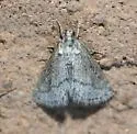 Cymbopteryx unilinealis - Hodges#4805