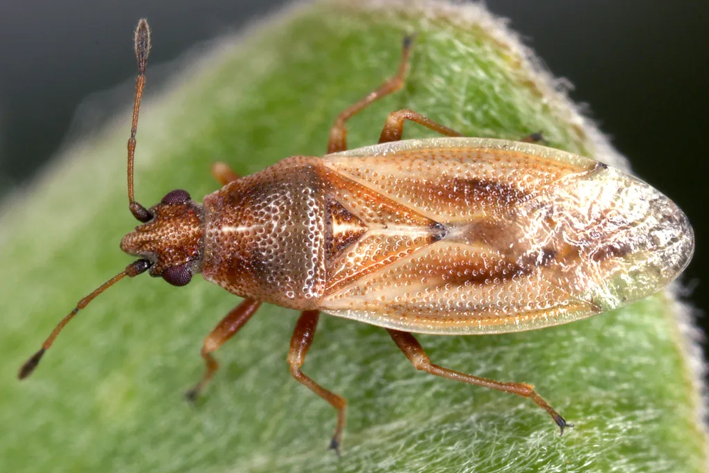Cymidae - photo 3