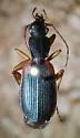 Cymindis americana