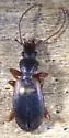 Cymindis americana - photo 2