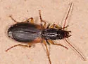 Cymindis americana - photo 3