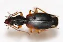 Cymindis americana - photo 4