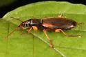 Cymindis americana - photo 5