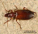 Cymindis apache