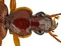 Cymindis apache - photo 2