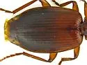 Cymindis apache - photo 3
