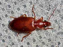 Cymindis apache - photo 4