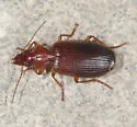 Cymindis apache - photo 5