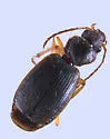 Cymindis arizonensis