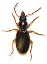 Cymindis arizonensis - photo 2