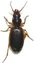 Cymindis arizonensis - photo 3