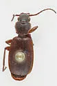 Cymindis arizonensis - photo 4