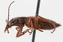 Cymindis arizonensis - photo 5