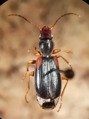 Cymindis borealis - photo 2
