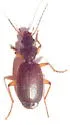Cymindis cf-evanescens