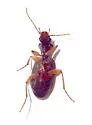 Cymindis cf-evanescens - photo 2