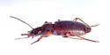 Cymindis cf-evanescens - photo 3