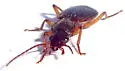 Cymindis cf-evanescens - photo 4