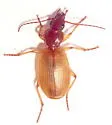 Cymindis cf-evanescens - photo 5