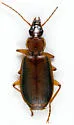 Cymindis complanata