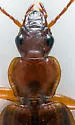 Cymindis complanata - photo 2