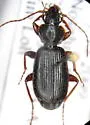 Cymindis cribricollis