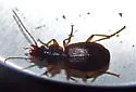 Cymindis cribricollis - photo 2